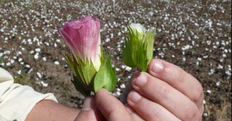 Campantildea algodonera- menos picudo y muy buen estado del cultivo en Santa Fe