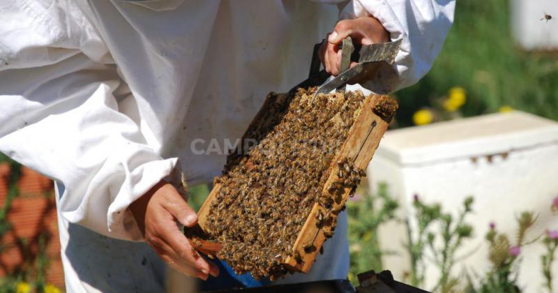 La exportaciones de miel santafesina crecieron 45-en-porciento- en 2020