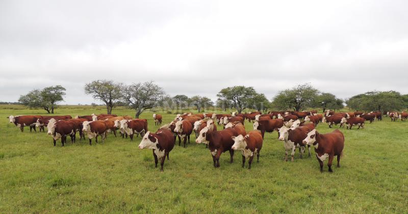 La provincia lidera la produccioacuten de carne bovina 
