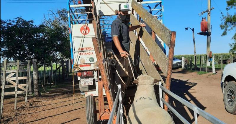 Exportacioacuten de ovinos en pie a Paraguay 
