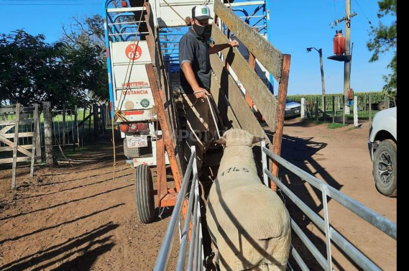 Exportacioacuten de ovinos en pie a Paraguay 
