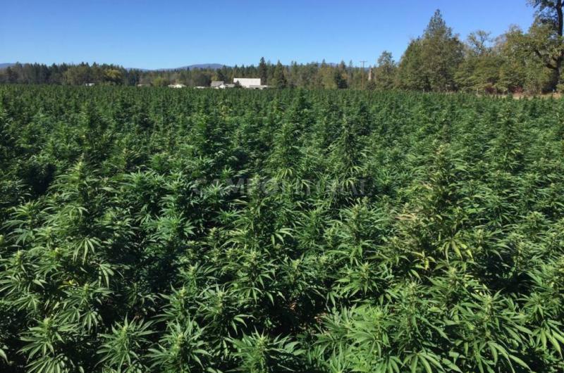 Coacutemo haraacute el INTA para cultivar cannabis en Santa Fe