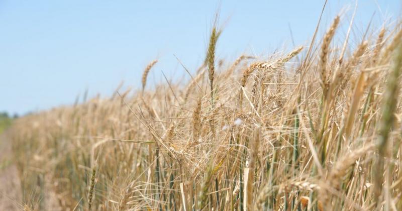 Huella de carbono-  la cadena de trigo argentino por debajo de valores internacionales