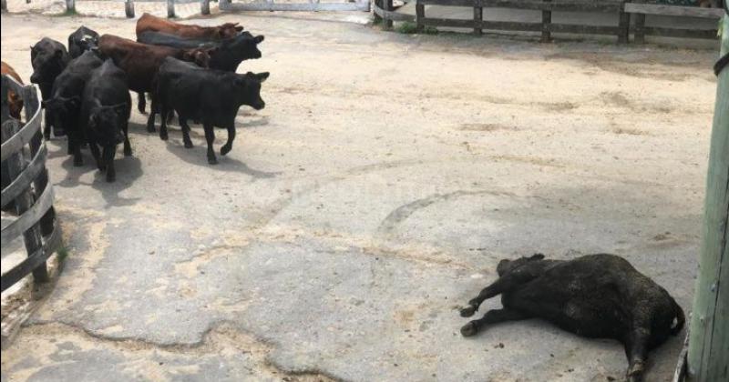 Reduccioacuten del seguro para animales muertos o caiacutedos en Liniers preocupa a los jauleros
