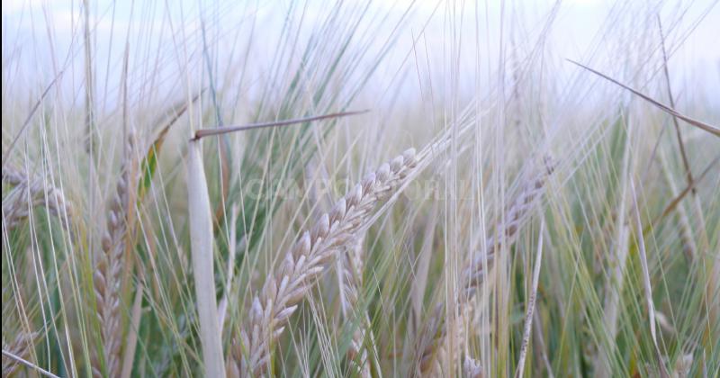 Optimizan software para el manejo de trigo y cebada