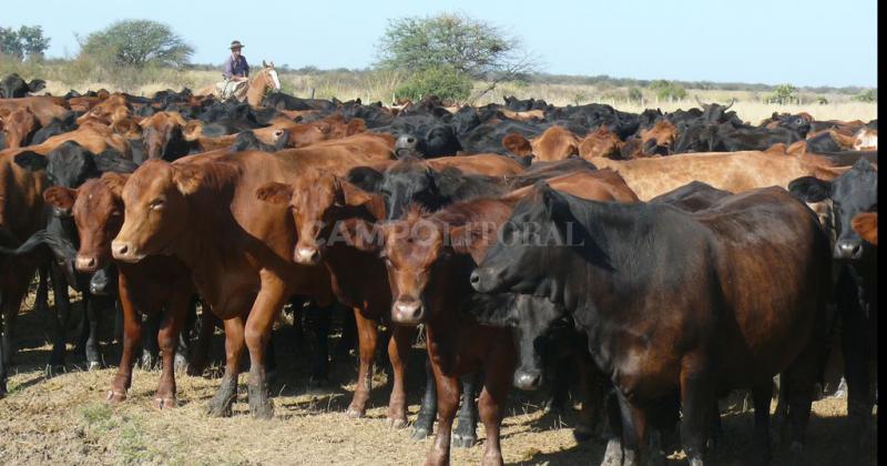 Los ganaderos optariacutean por reducir la inversioacuten frente al cierre de exportaciones