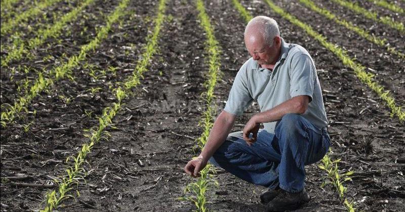 Se deterioran los cultivos en EEUU y suben las cotizaciones de los granos