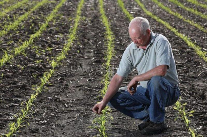 Se deterioran los cultivos en EEUU y suben las cotizaciones de los granos