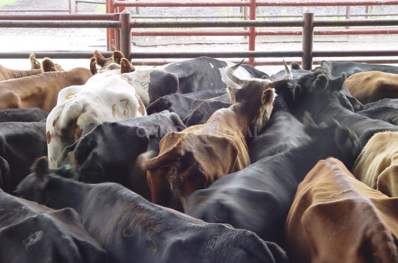 La vaca china nunca se comeraacute en Argentina 
