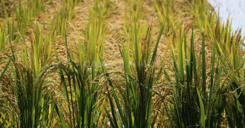 La Nintildea gran aliada del arroz en Argentina
