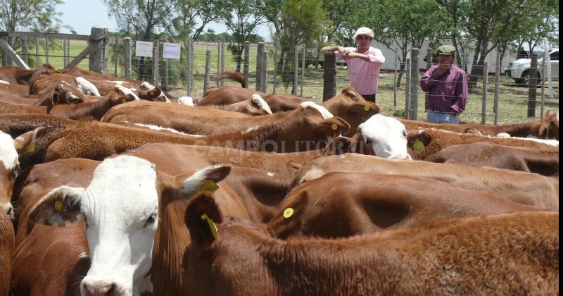 Cepo a las exportaciones el mercado de ganado estaacute determinado por el clima electoral