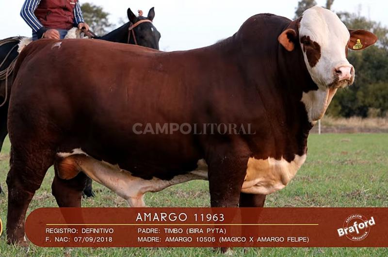 Un toro de El Amargo se pagoacute 24 millones