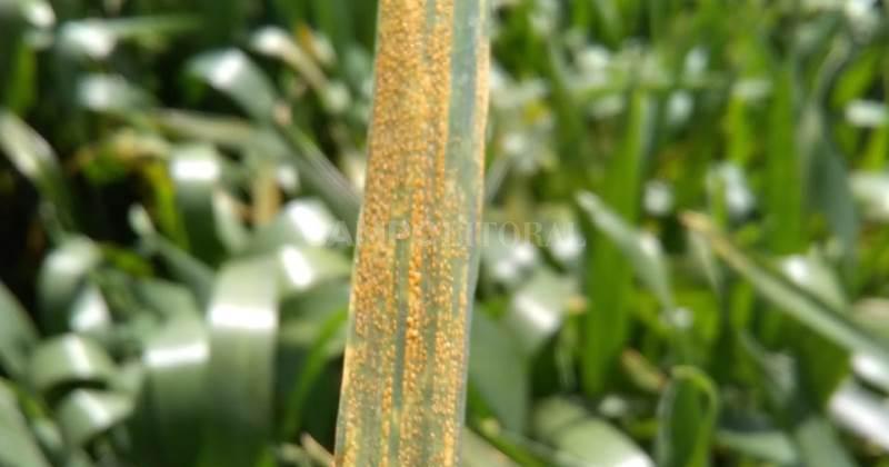 Trigo- evaluacutean la respuesta a fungicidas en diferentes variedades