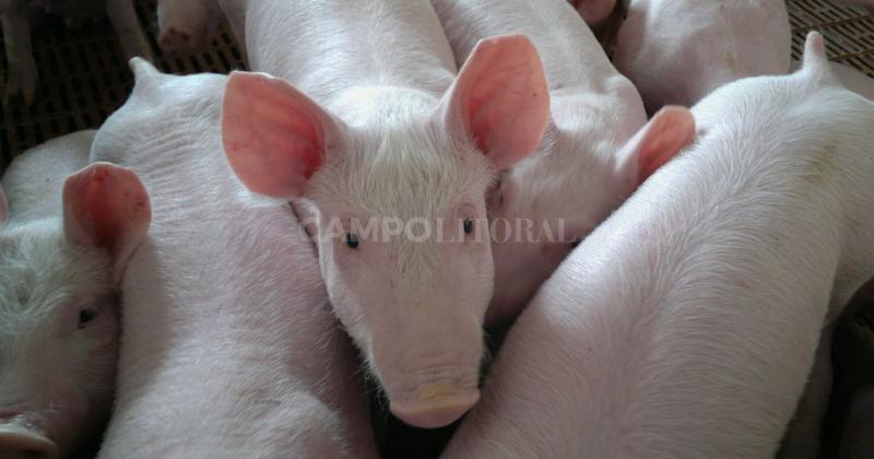 Granjas porcinas con inversioacuten china- Chaco enviariacutea el primer embarque en los proacuteximos meses
