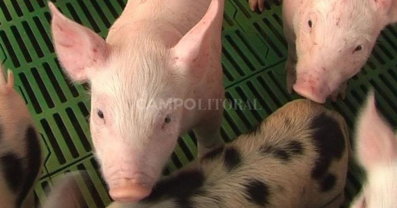 Argentina refuerza medidas de prevencioacuten contra la peste porcina