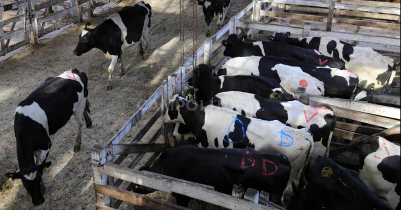 Protocolo a China- vencioacute el plazo para certificar libre de brucelosis y la vaca lo pagoacute caro