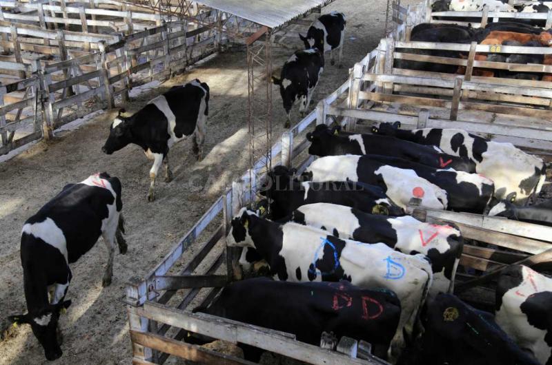 Protocolo a China- vencioacute el plazo para certificar libre de brucelosis y la vaca lo pagoacute caro