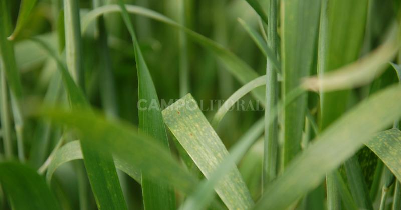 Entre Riacuteos- Las lluvias significaron un alivio para el trigo