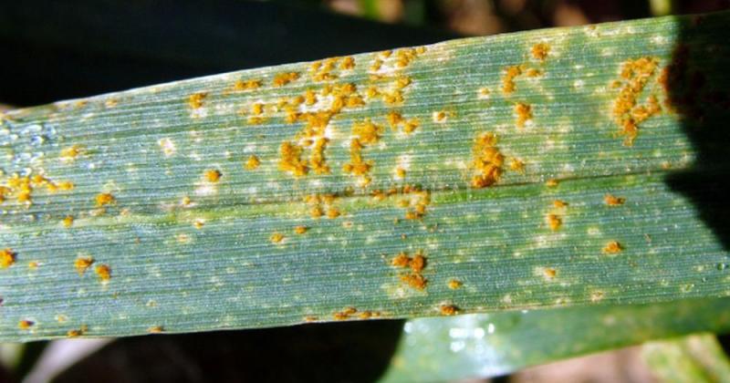 Alertan por presencia de roya de la hoja en trigo 