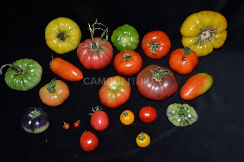 Una variedad local para que el tomate regrese a las huertas santafesinas
