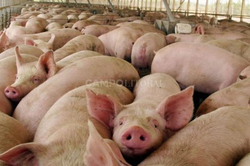 Ayuda internacional contra la Peste Porcina  