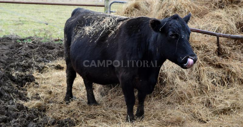 Increiacuteble- se robaron una vaca prentildeada de 450 kilos