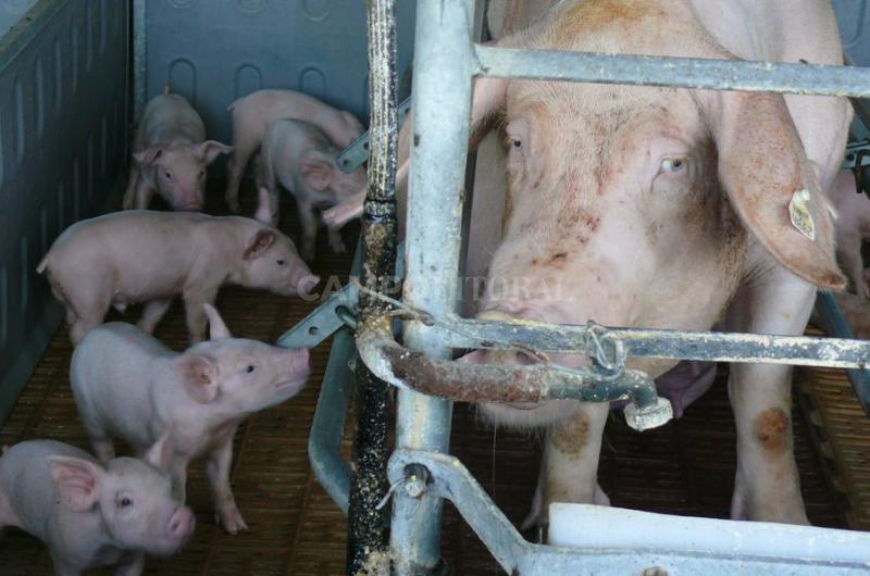 Peste porcina africana- soacutelo la bioseguridad podraacute salvarnos