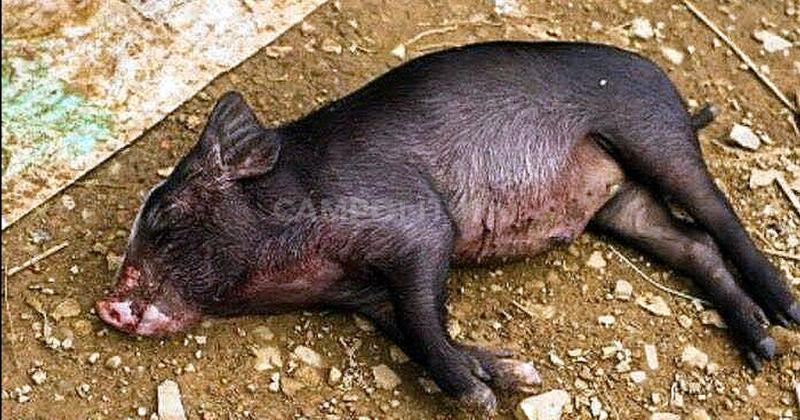 Crueldad animal- matan cinco cerdos a palos y no pudieron robarlos