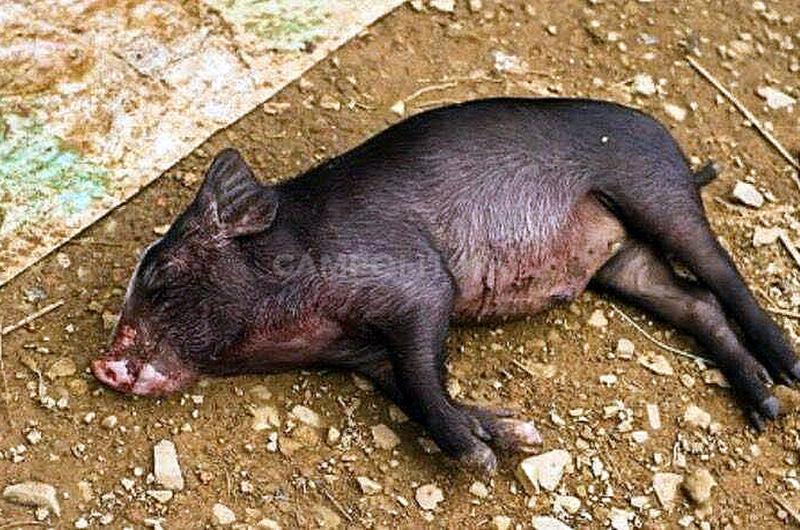 Crueldad animal- matan cinco cerdos a palos y no pudieron robarlos