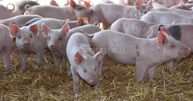 El sector porcino crece en consumo exportacioacuten y produccioacuten