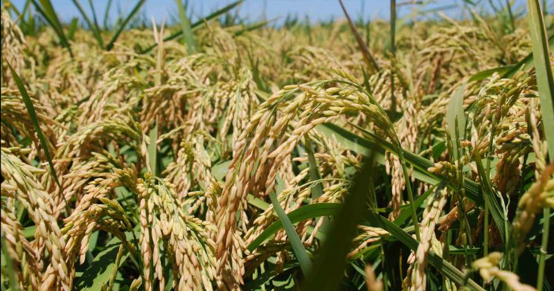 Fortuna Petizo el nuevo arroz desarrollado en San Javier