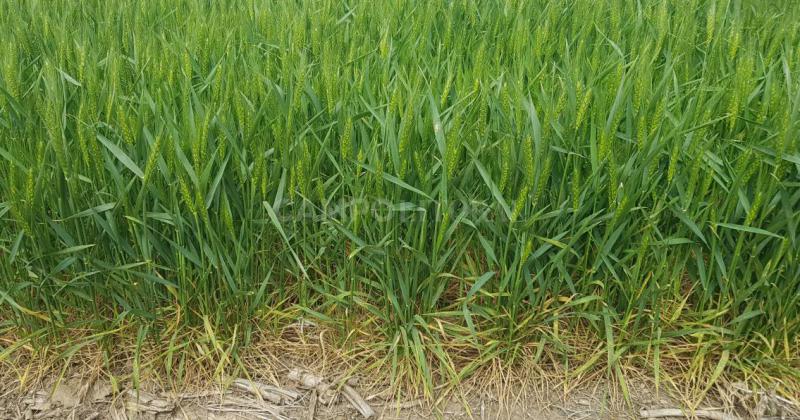 Dudas sobre los rendimientos del trigo- no alcanzariacutean los de la anterior campantildea