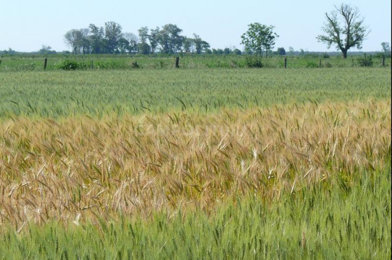 Son escasas las reservas de agua para el trigo santafesino