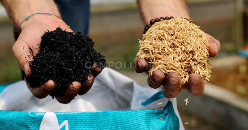 Transforman caacutescaras de maniacute y arroz en insumos para la agroindustria