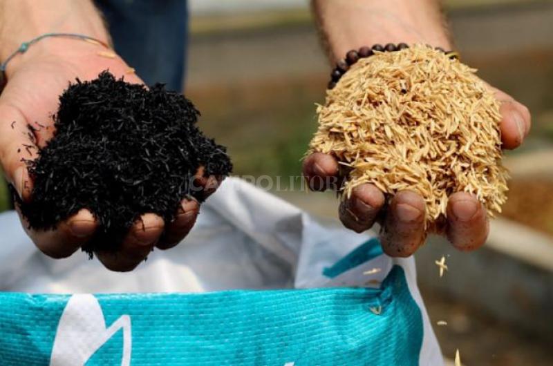 Transforman caacutescaras de maniacute y arroz en insumos para la agroindustria