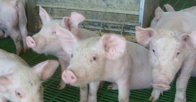 Senasa detectoacute cerdos importados con Siacutendrome Respiratorio y Reproductivo Porcino