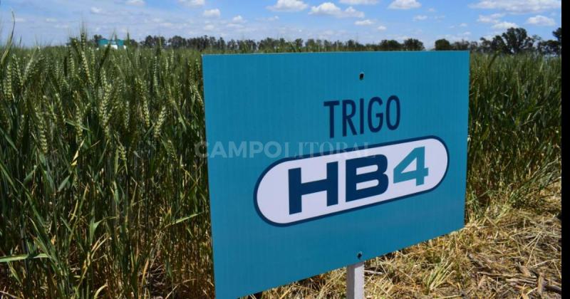 Brasil aproboacute la harina de trigo HB4