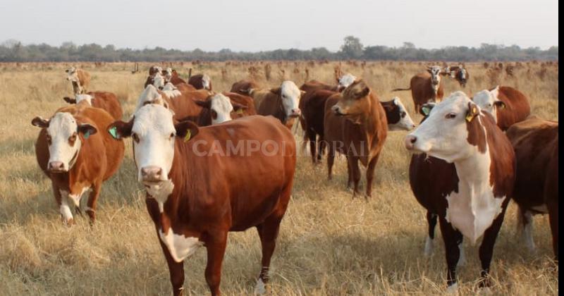 Coacutemo controlar paraacutesitos en bovinos de recriacutea pastoril