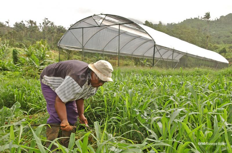 Innovacioacuten global en la agricultura familiar