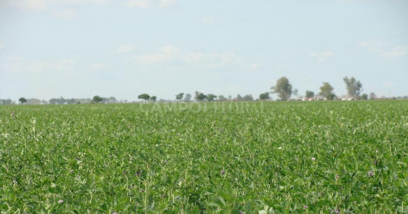 Pautas para optimizar el manejo del pastoreo de la alfalfa