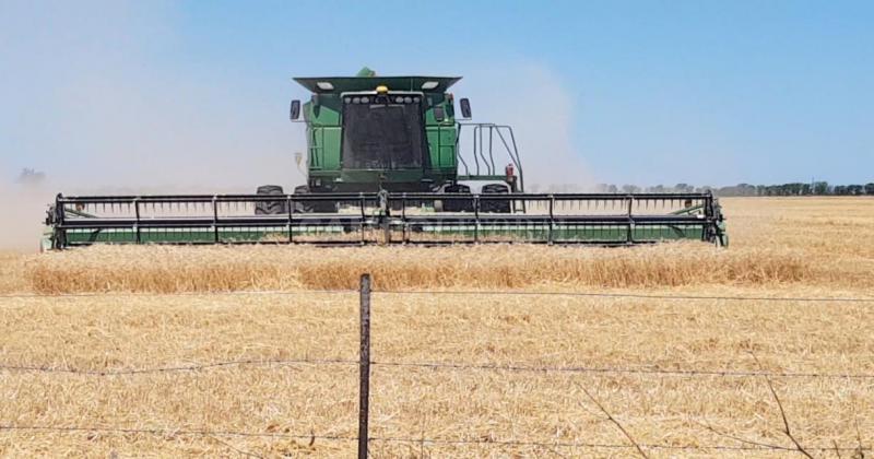 La cosecha de trigo llegoacute a su tramo final