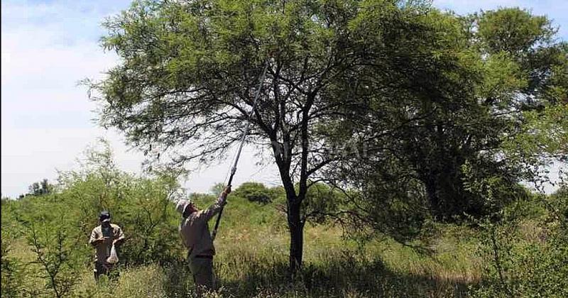 Espina corona algarrobo y guayacaacuten para reforestar la provincia