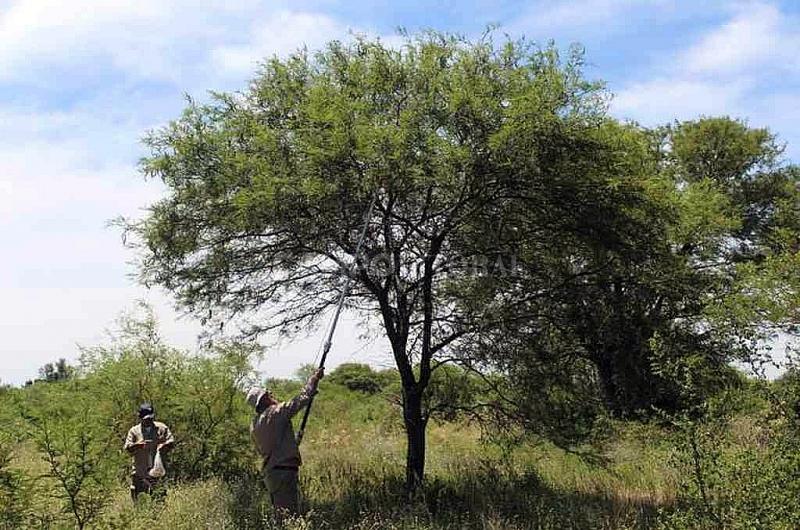 Espina corona algarrobo y guayacaacuten para reforestar la provincia