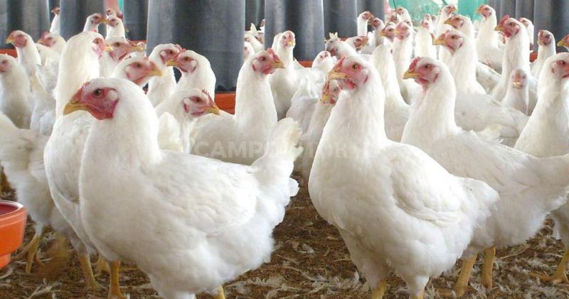 Coacutemo evitar el estreacutes teacutermico en aves de granja
