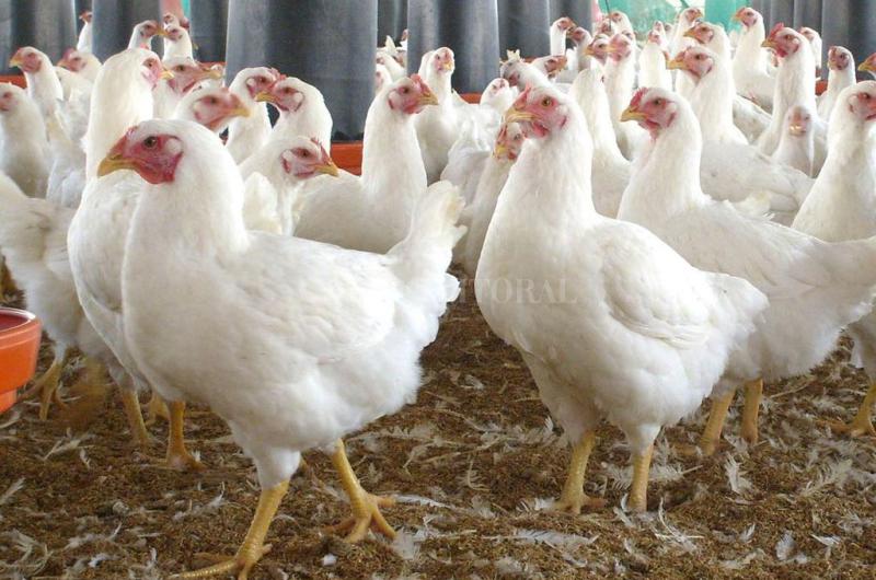 Coacutemo evitar el estreacutes teacutermico en aves de granja