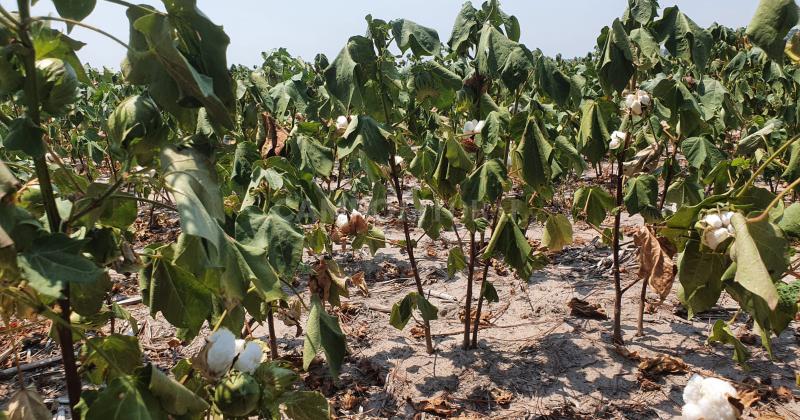 Algodón afectado por la sequía en General Obligado