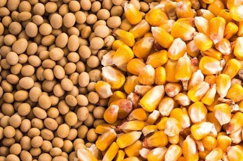 Sequiacutea- advierten que se podriacutea perder hasta el 24-en-porciento- de la produccioacuten de maiacutez y soja 