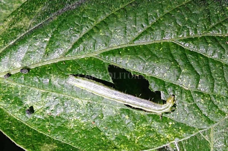 Confirman ataque de orugas en lotes de soja resistente