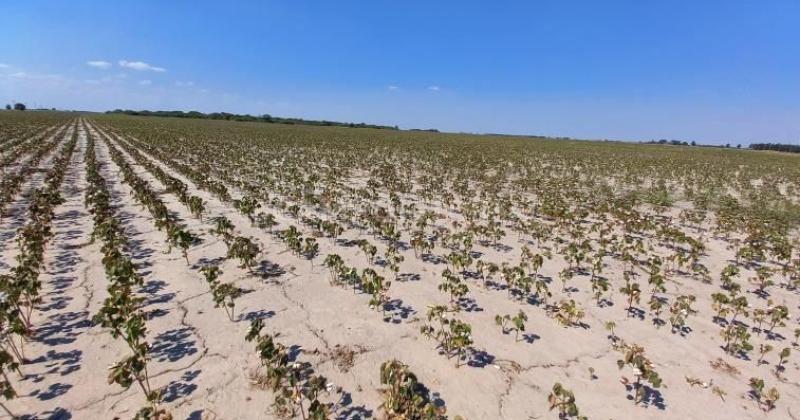 Norte santafesino- es criacutetica la situacioacuten de la cosecha gruesa por falta de lluvias