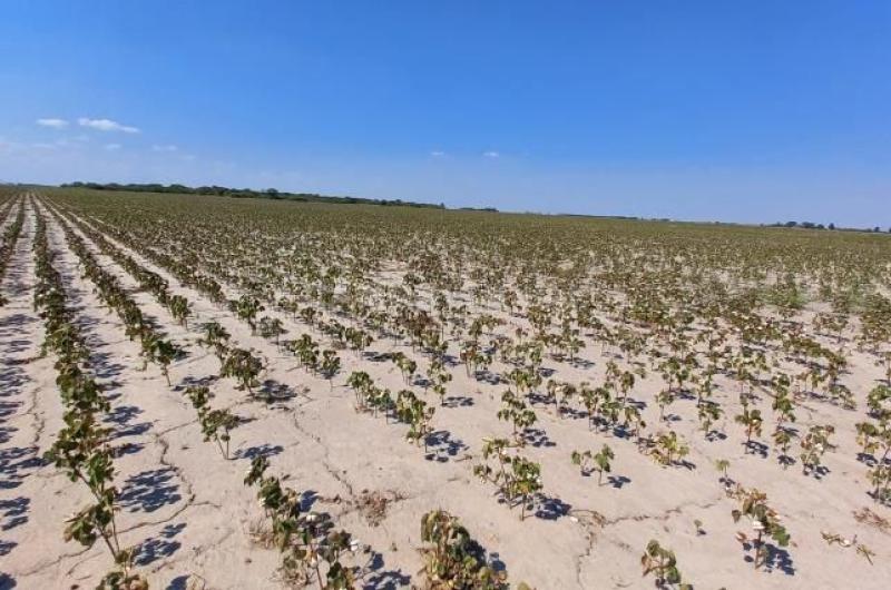 Norte santafesino- es criacutetica la situacioacuten de la cosecha gruesa por falta de lluvias